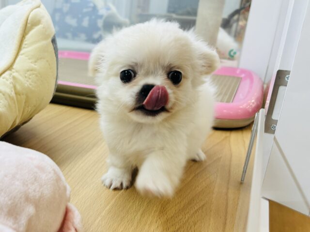 チワペキ（ペキチー、ペキチワ）