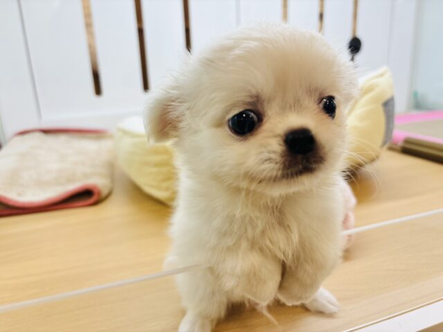 チワペキ（ペキチー、ペキチワ）