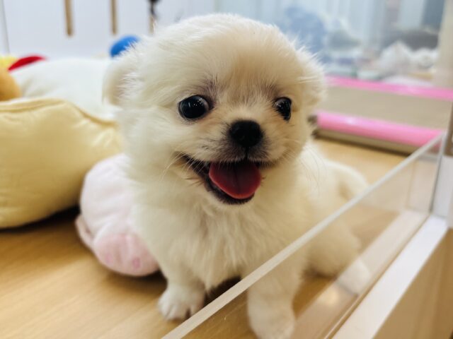 チワペキ（ペキチー、ペキチワ）