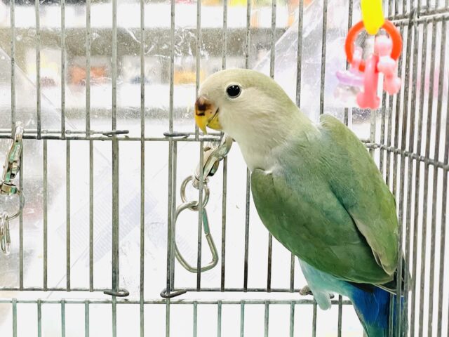 コザクラインコ（小桜インコ）