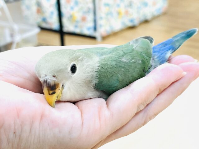 コザクラインコ（小桜インコ）