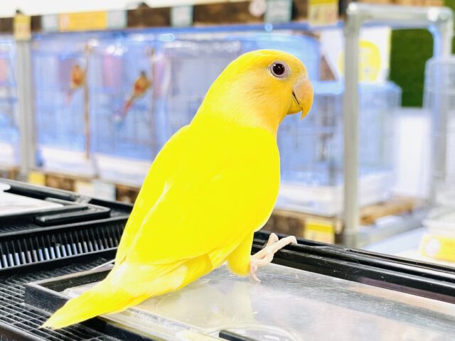 コザクラインコ（小桜インコ）