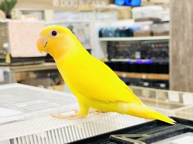 コザクラインコ（小桜インコ）