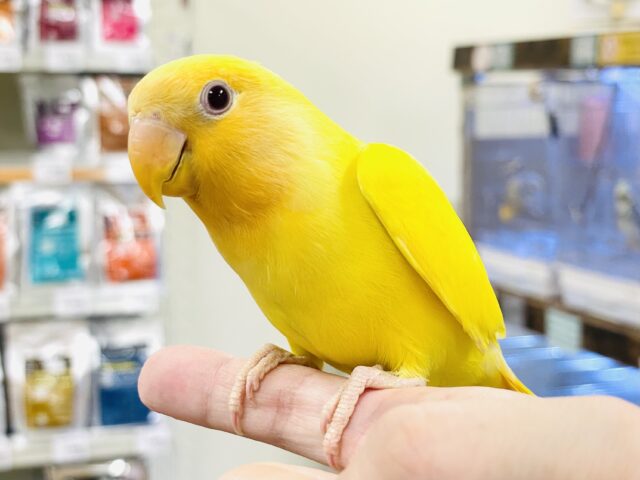 コザクラインコ（小桜インコ）