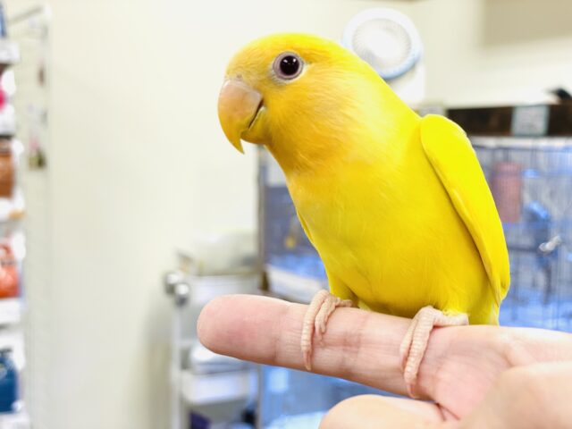 コザクラインコ（小桜インコ）