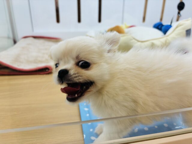 チワペキ（ペキチー、ペキチワ）