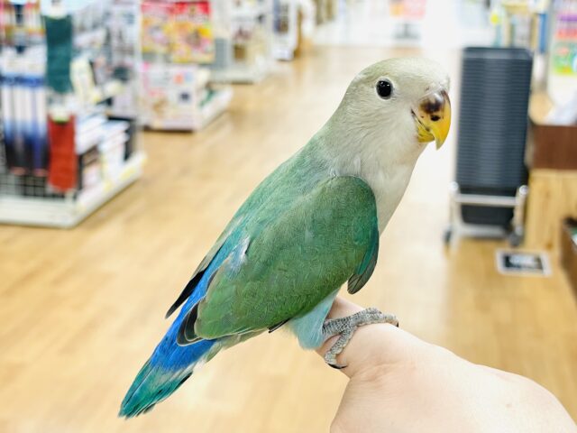 コザクラインコ（小桜インコ）
