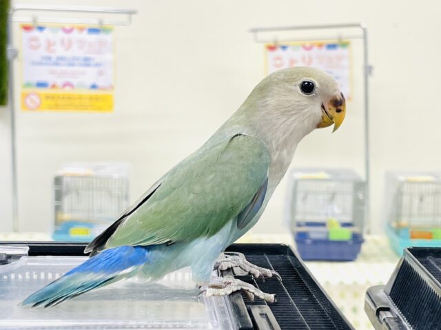 コザクラインコ（小桜インコ）