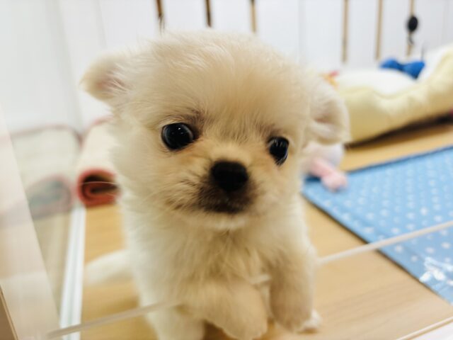 チワペキ（ペキチー、ペキチワ）