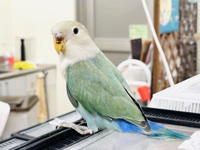 コザクラインコ（小桜インコ）