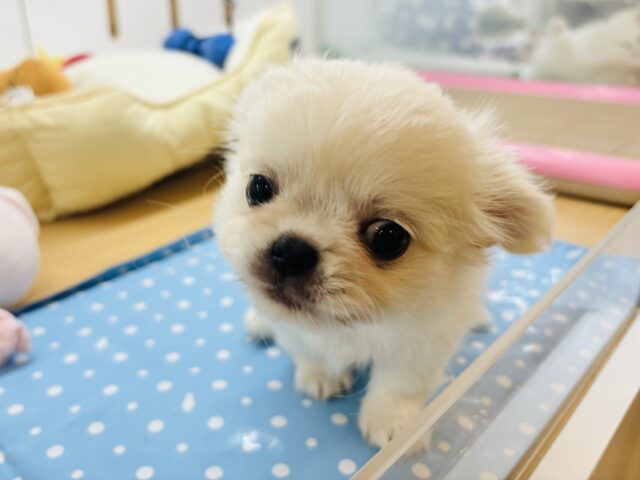 チワペキ（ペキチー、ペキチワ）