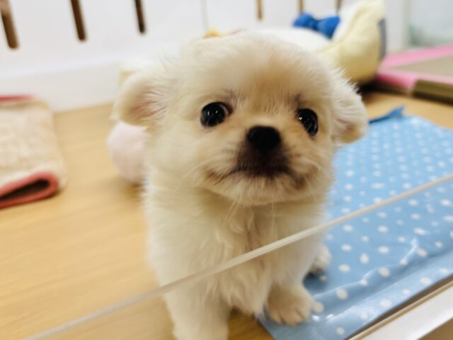 チワペキ（ペキチー、ペキチワ）