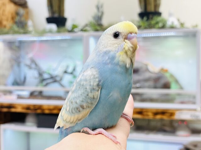 セキセイインコ