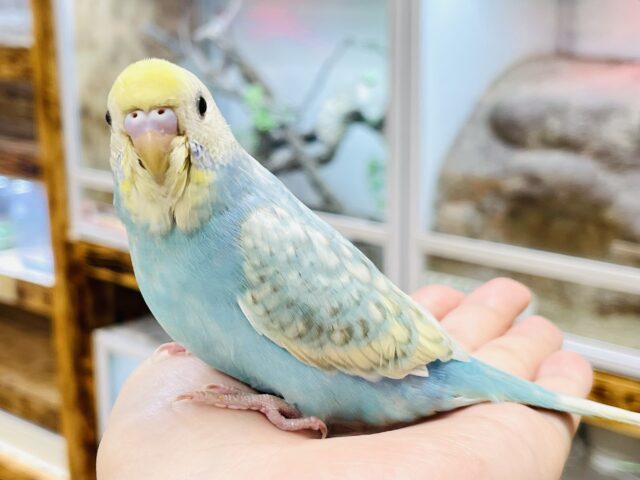 セキセイインコ