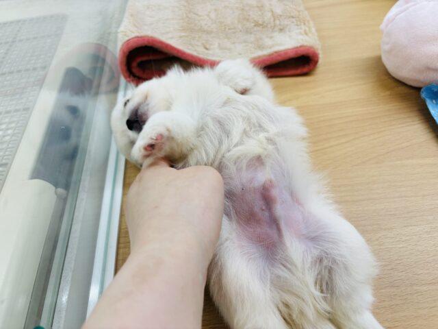 チワペキ（ペキチー、ペキチワ）