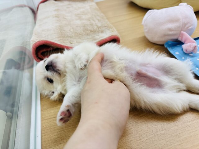 チワペキ（ペキチー、ペキチワ）