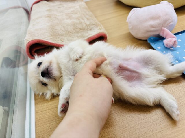 チワペキ（ペキチー、ペキチワ）