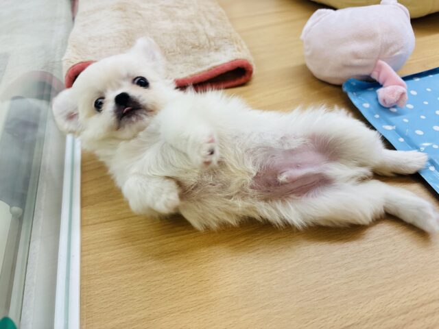 チワペキ（ペキチー、ペキチワ）