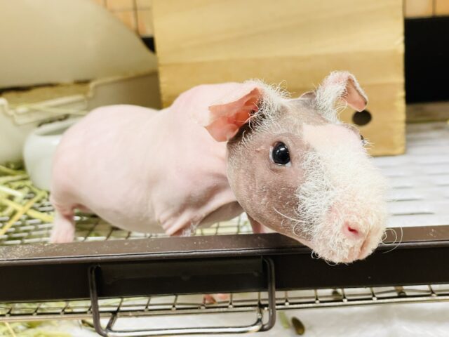 スキニーギニアピッグ