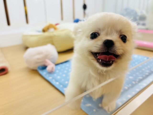 チワペキ（ペキチー、ペキチワ）