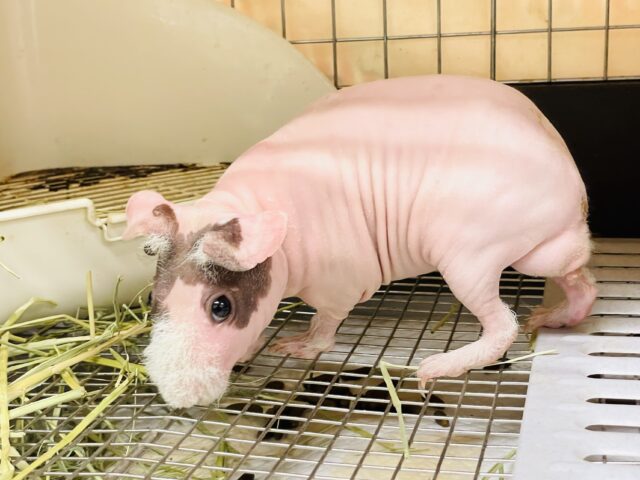 スキニーギニアピッグ