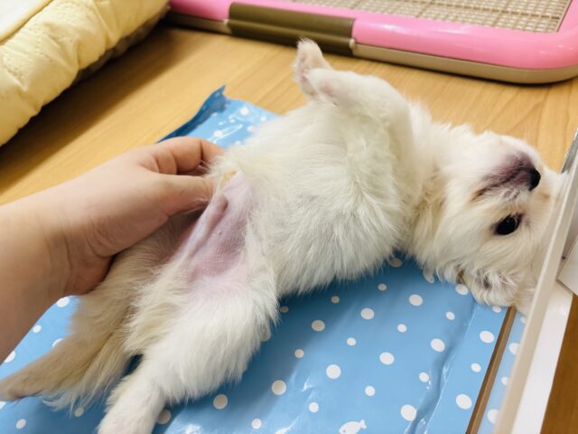 チワペキ（ペキチー、ペキチワ）