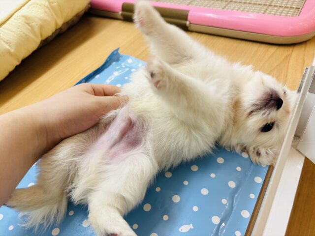 チワペキ（ペキチー、ペキチワ）