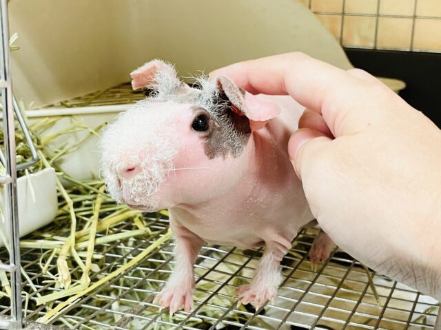 スキニーギニアピッグ