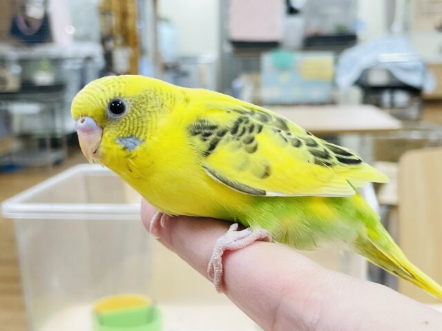 セキセイインコ