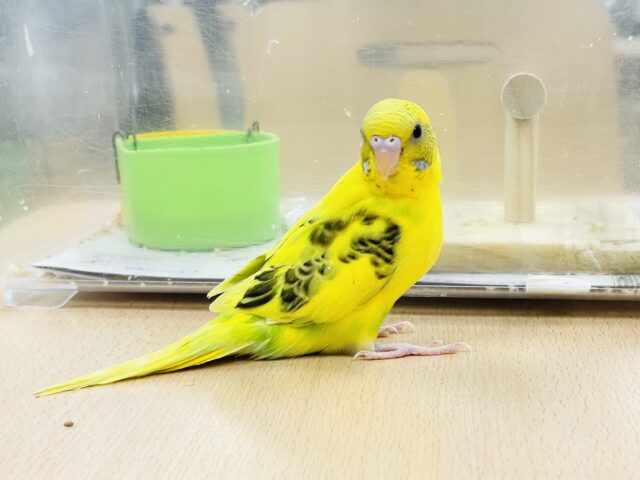 セキセイインコ
