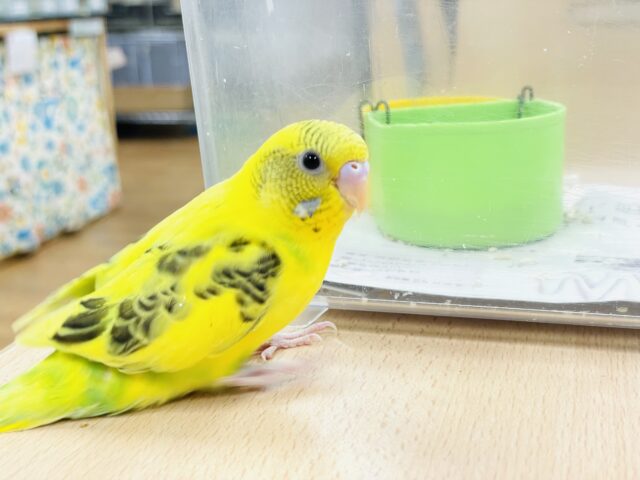 セキセイインコ