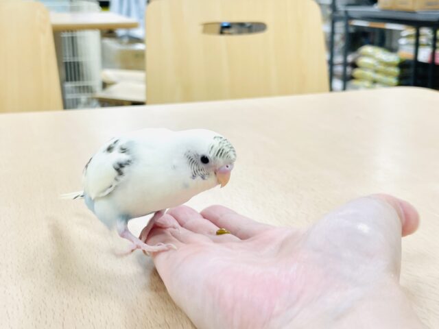 セキセイインコ