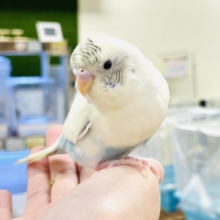 【最新画像】淡ーい優しいカラーのセキセイインコちゃん❣️(クリームハルクイン)(ヒナ)