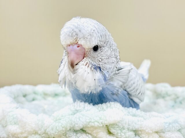 ゆるキャラみたいな可愛さ🩵ジャンボセキセイインコ（ヒナ）