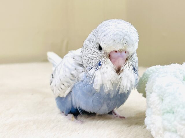 ジャンボセキセイインコ