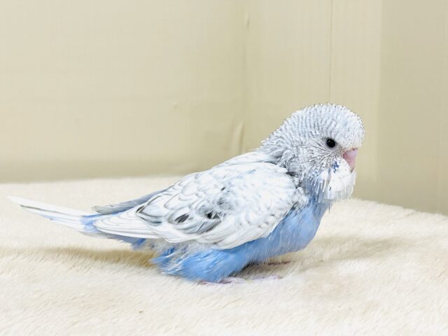 ジャンボセキセイインコ