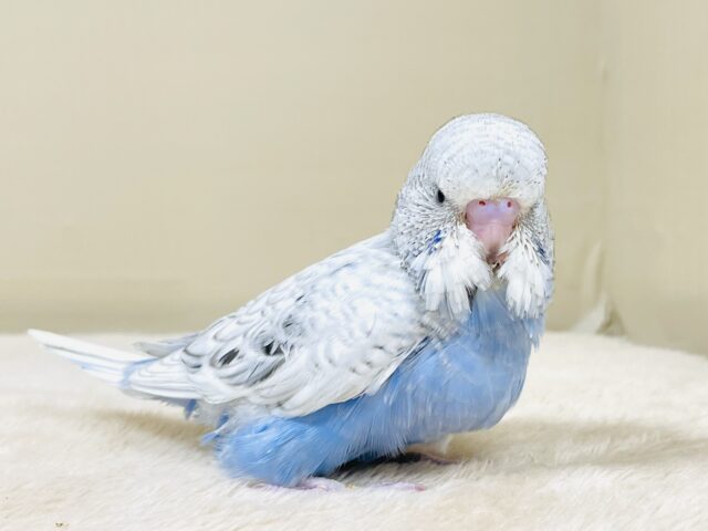 ジャンボセキセイインコ