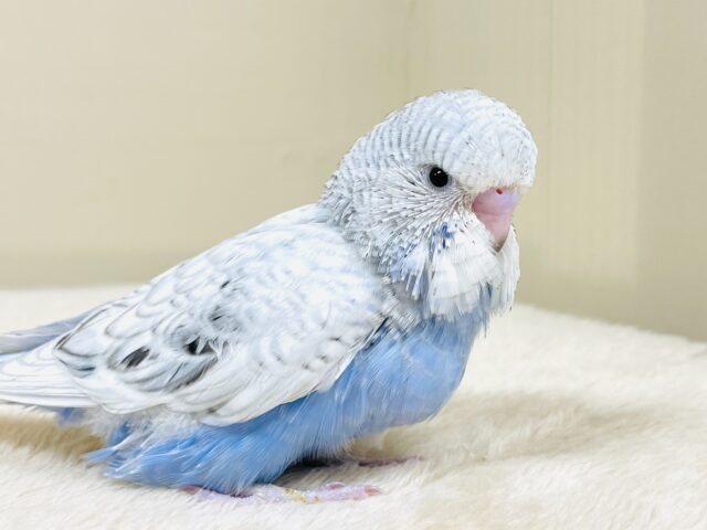 ジャンボセキセイインコ