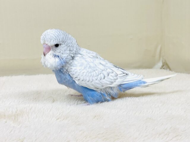 ジャンボセキセイインコ