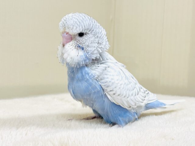 ジャンボセキセイインコ