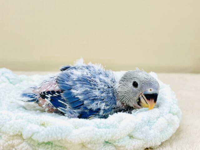 コザクラインコ（小桜インコ）