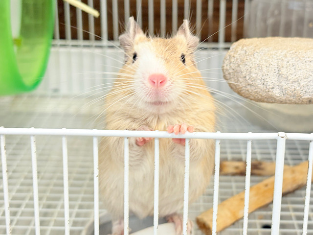 【最新画像更新🪄】とろけちゃうくらいの甘さ💖デグー(サンドパイド) 男の子