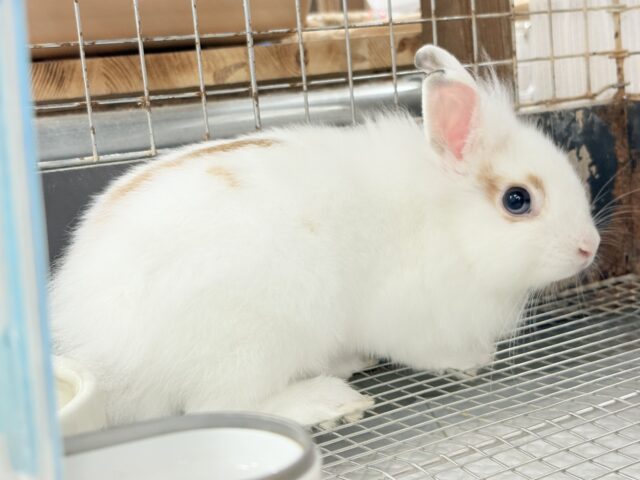 【最新画像更新🪄】もふもふの天使🧚ライオンラビット(ブロークン) 女の子 ライオンラビット