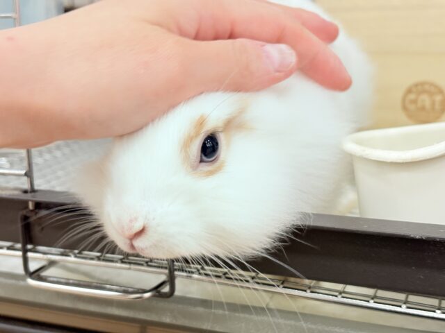 ライオンラビット