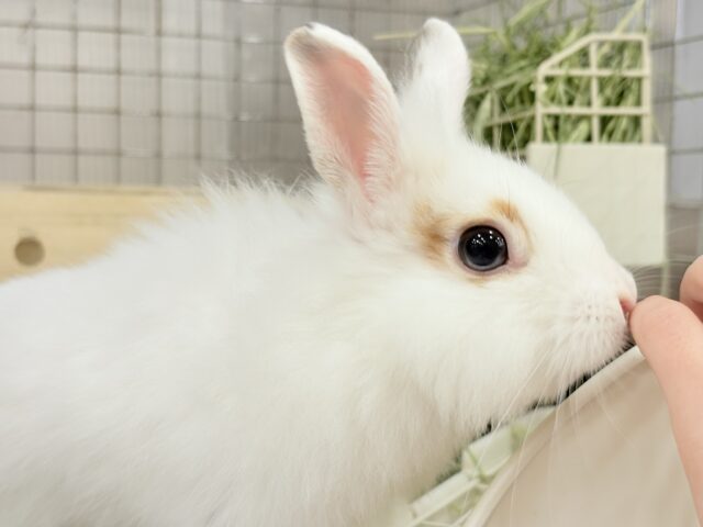 【最新画像更新🪄】もふもふの天使🧚ライオンラビット(ブロークン) 女の子 ライオンラビット