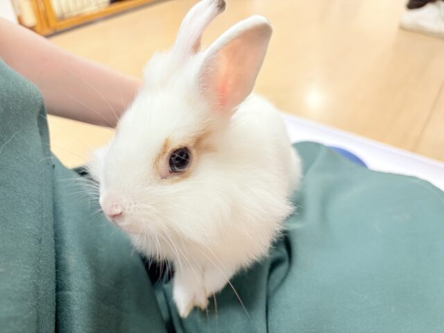 【最新画像更新🪄】もふもふの天使🧚ライオンラビット(ブロークン) 女の子 ライオンラビット