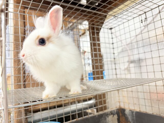 ライオンラビット