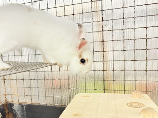 ライオンラビット