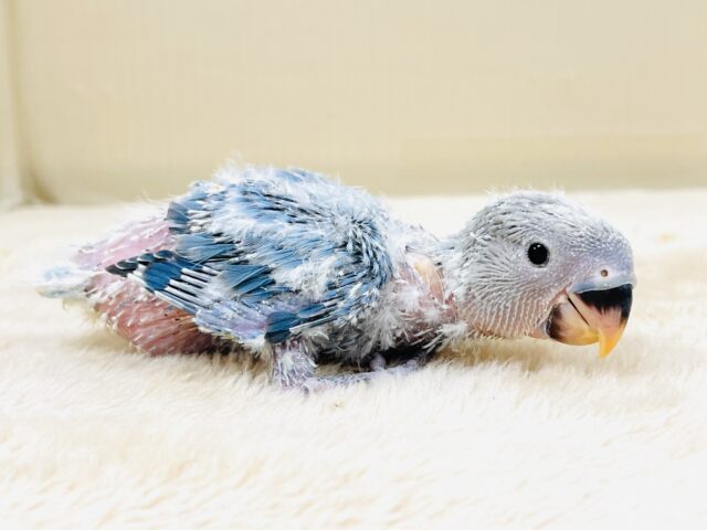 コザクラインコ（小桜インコ）