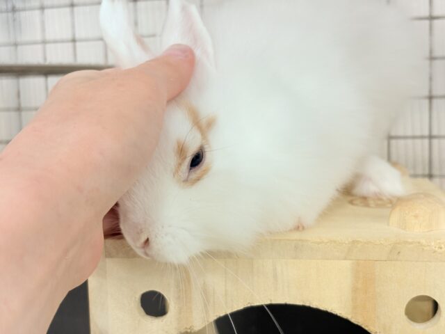 【最新画像更新🪄】もふもふの天使🧚ライオンラビット(ブロークン) 女の子 ライオンラビット